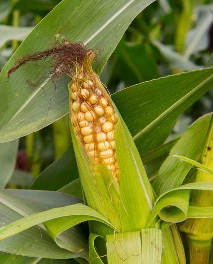 justseed3096351