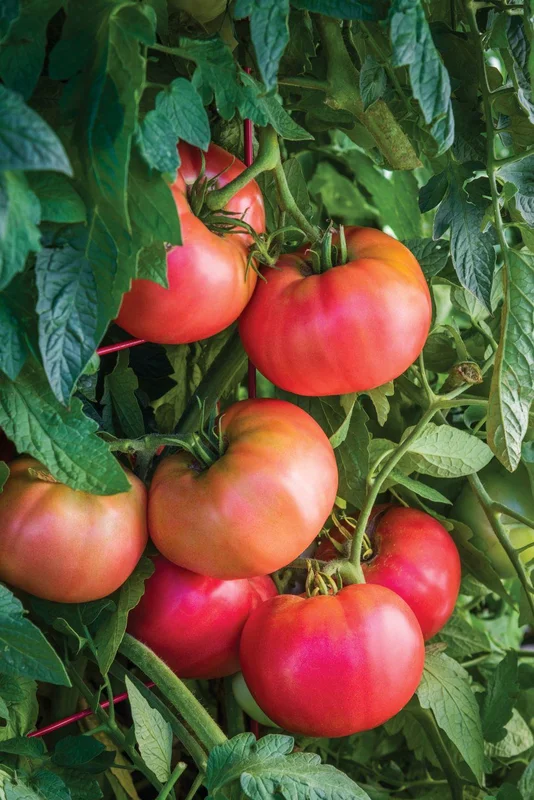 justseed3096404