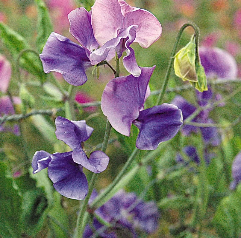 justseed3105612