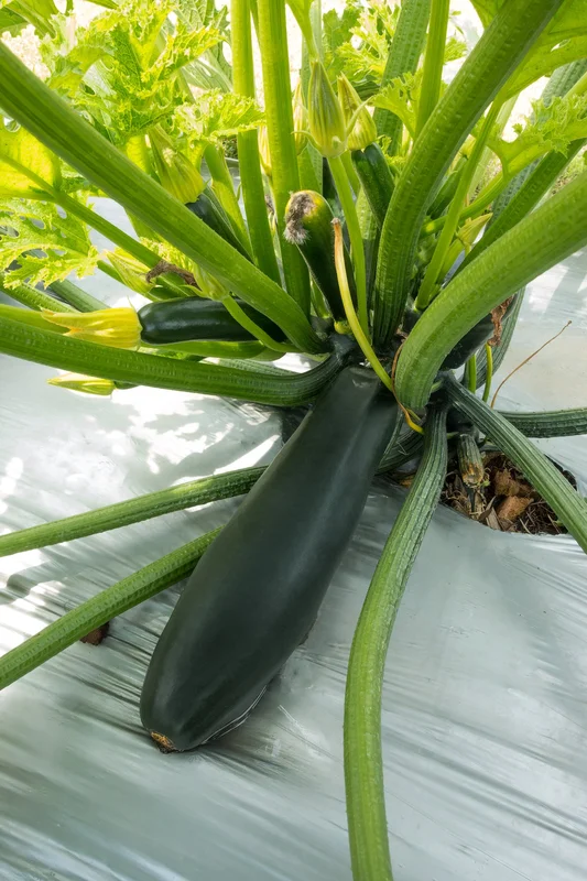 justseed3105765