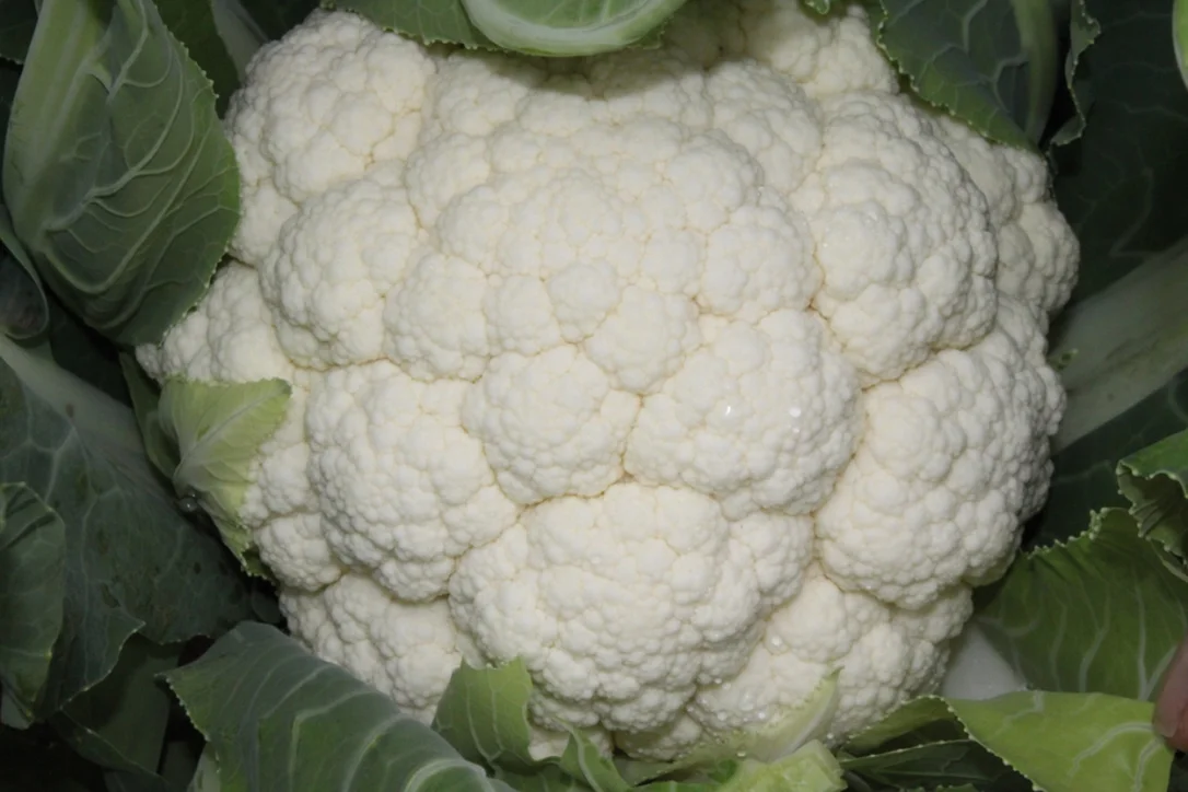 justseed3106342
