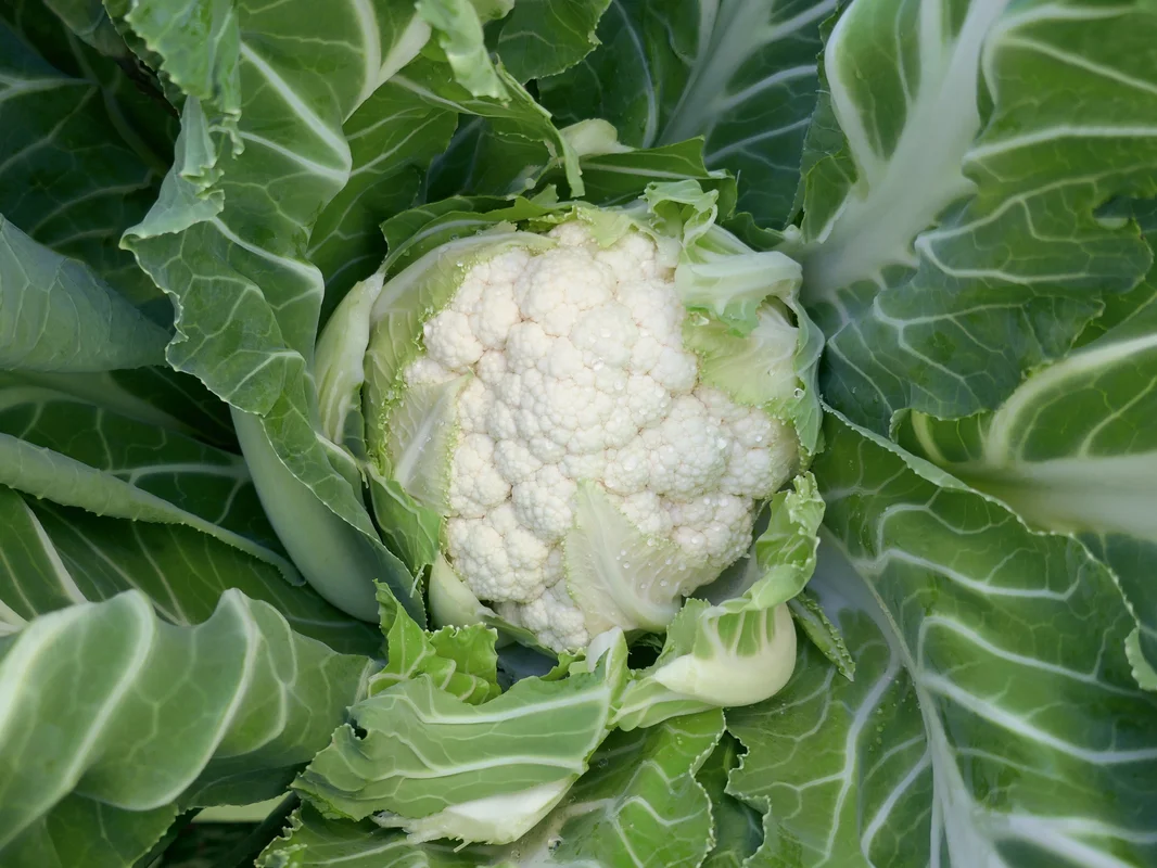 justseed3106363