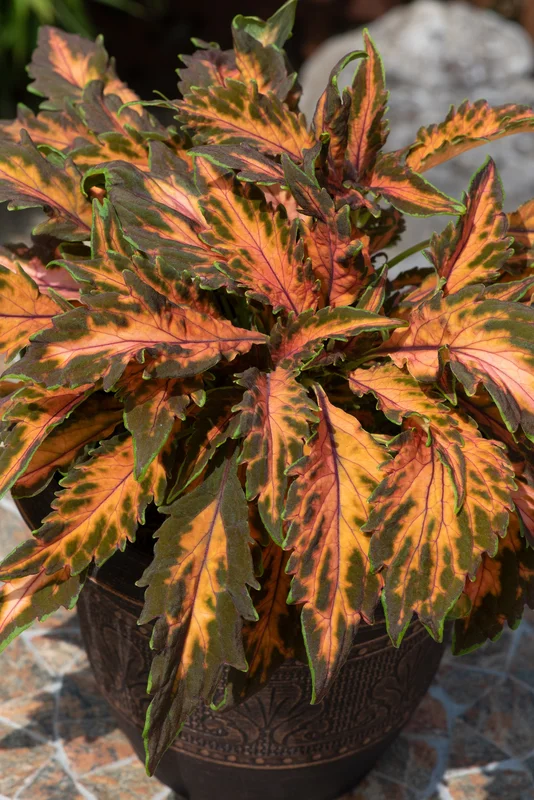 justseed3106451