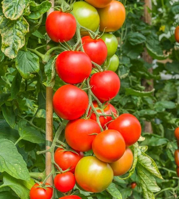 justseed3106519