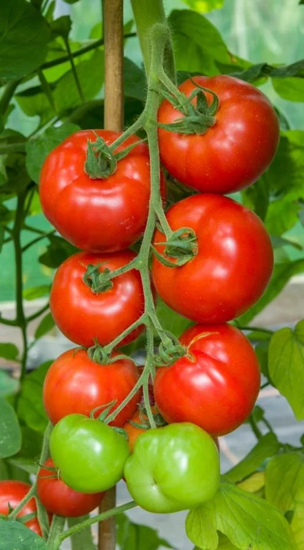 justseed3106535