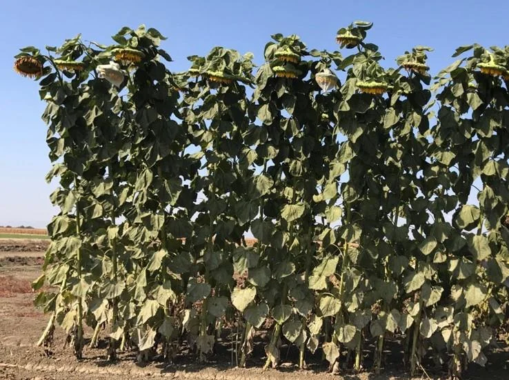 justseed3106619