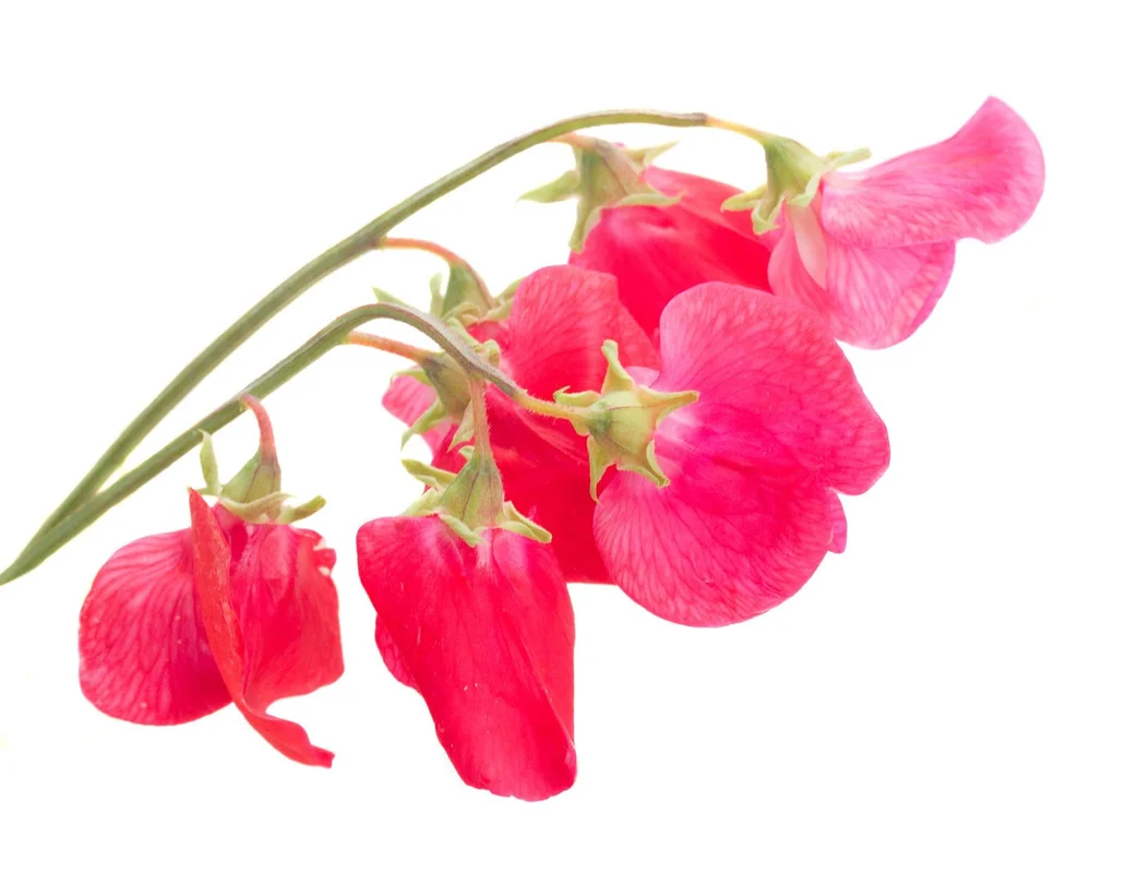 justseed3106954