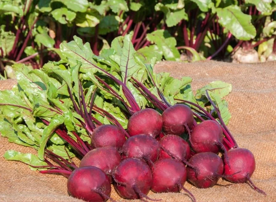 justseed3106973