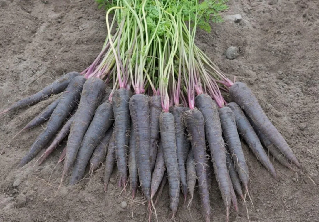 justseed3107017