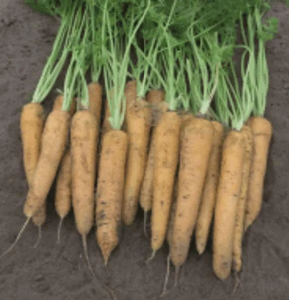 justseed3107045