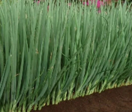justseed3107071