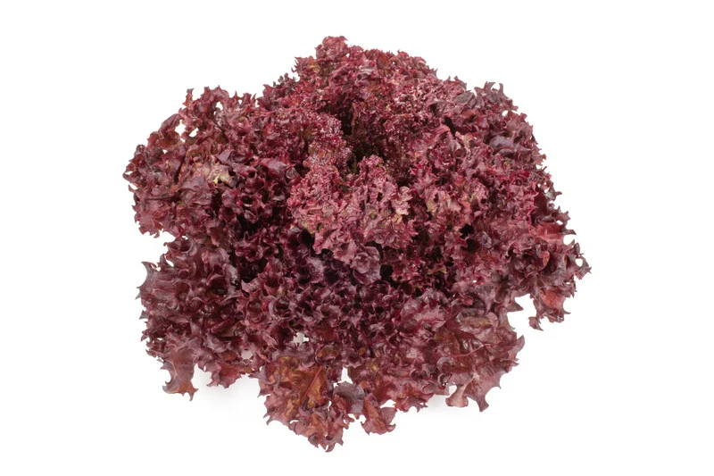 justseed3107218