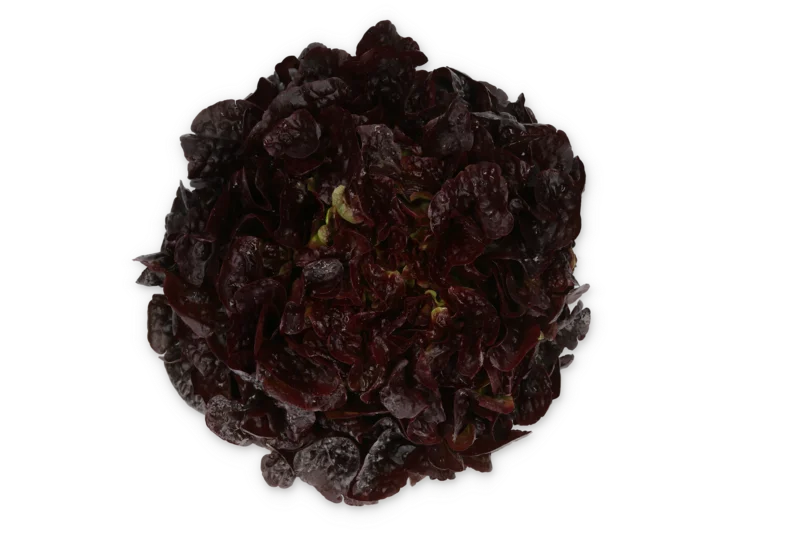justseed3107239