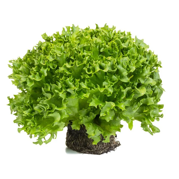 justseed3107258