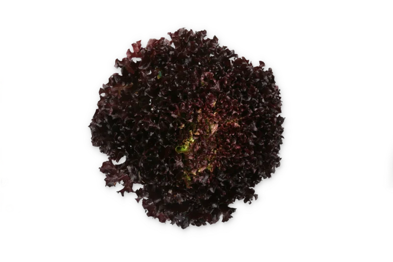 justseed3107368