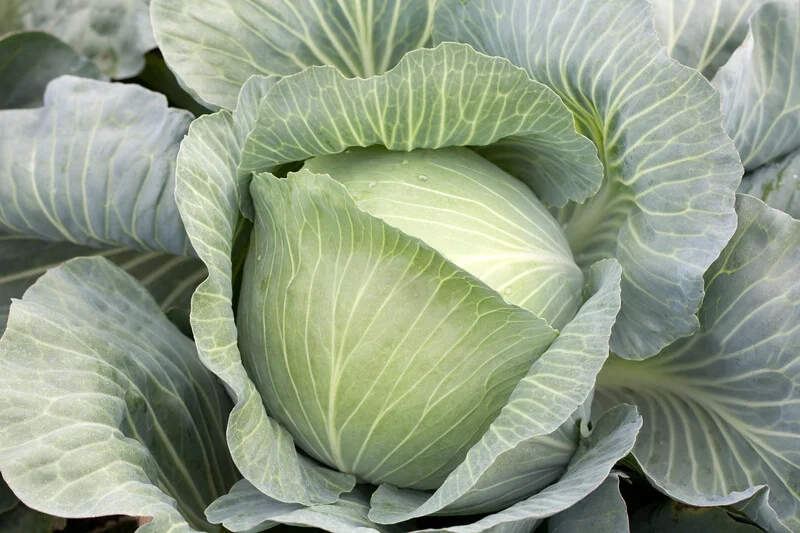 justseed3107565