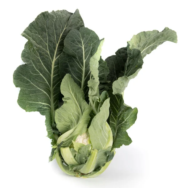 justseed3107776