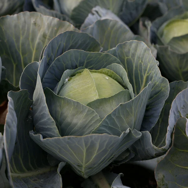 justseed3107858