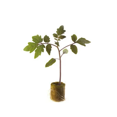 justseed3107925