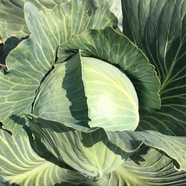 justseed3107959