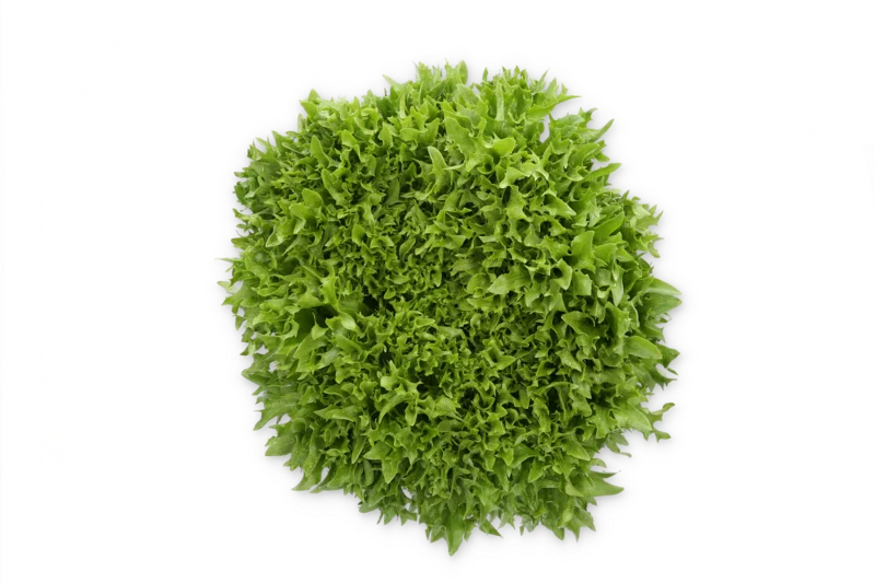 justseed3108002