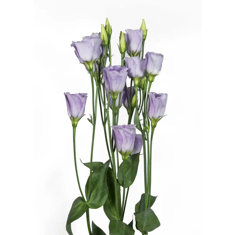 justseed3108223