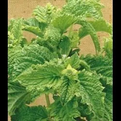 justseed3109077