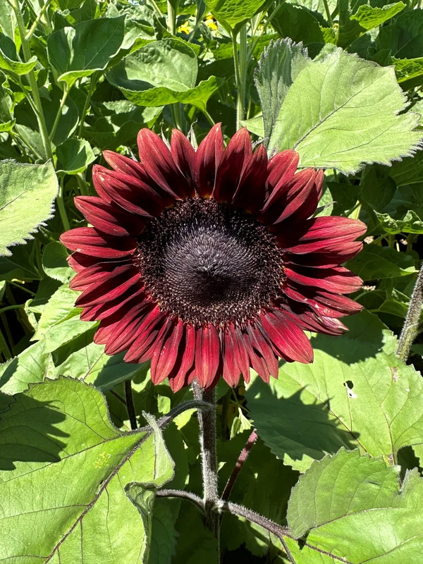 justseed3109147