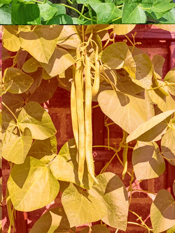 justseed3109179