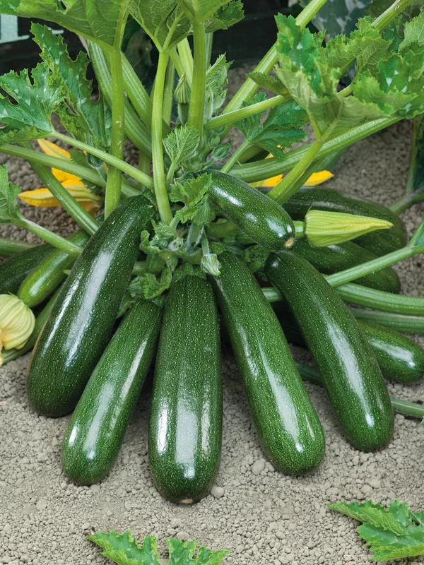 justseed3122792