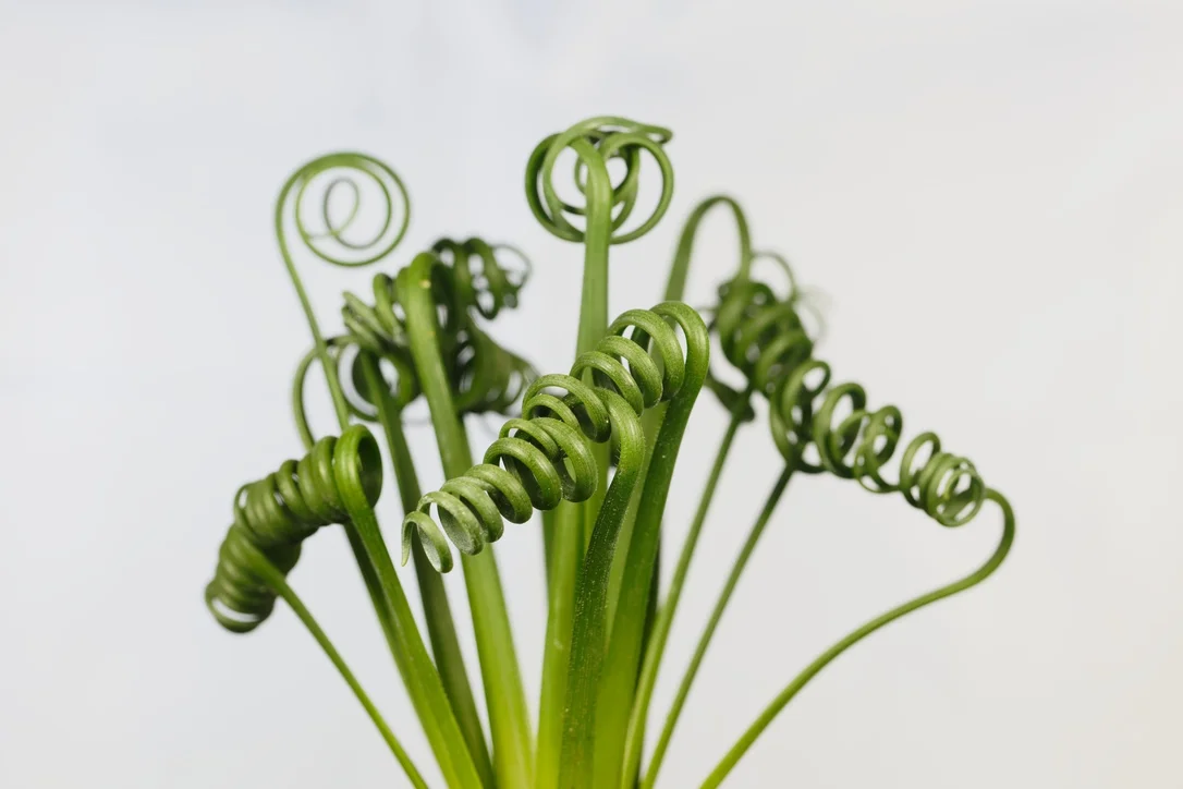 justseed3122982