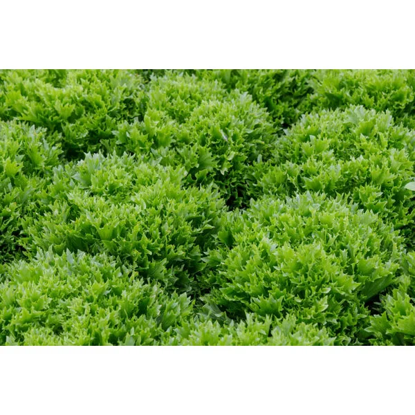 justseed3123062