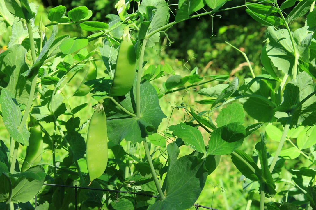 justseed3123188