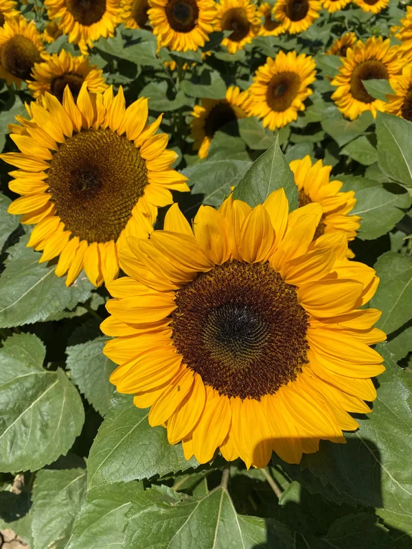 justseed3123505