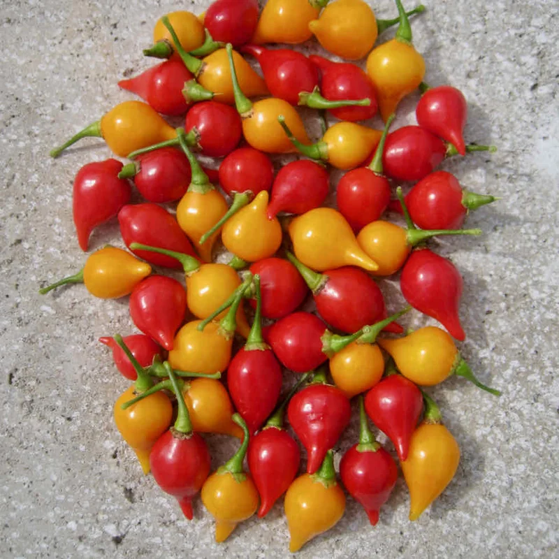 justseed3123712