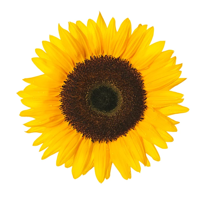 justseed3123987