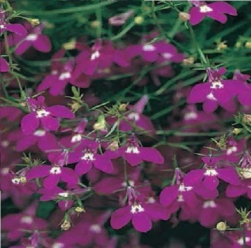 justseed3136259