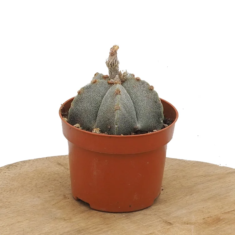 littleshopofhorrors2979927