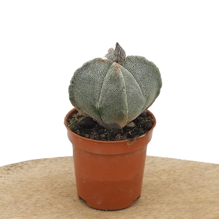 littleshopofhorrors2979960
