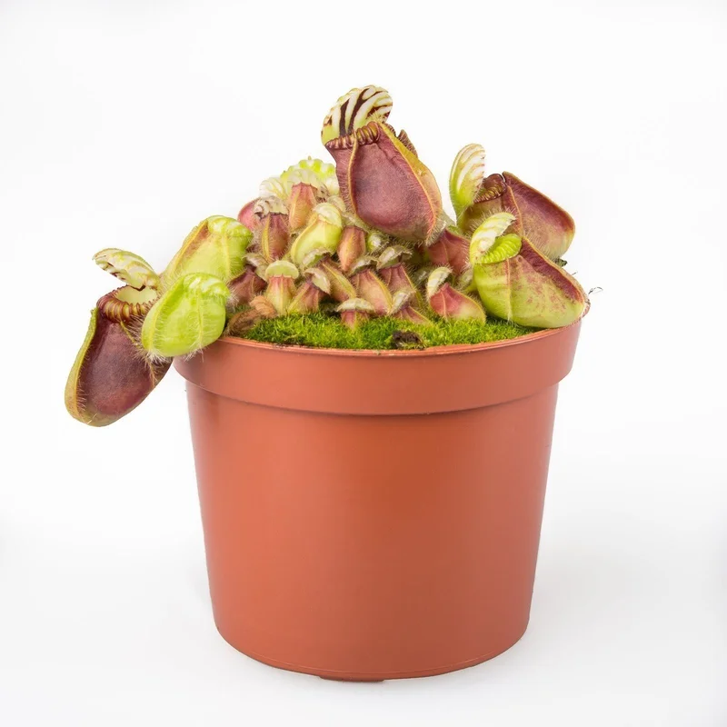 littleshopofhorrors2980190