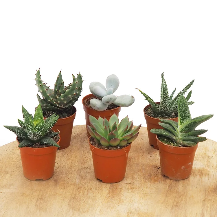 littleshopofhorrors2980779