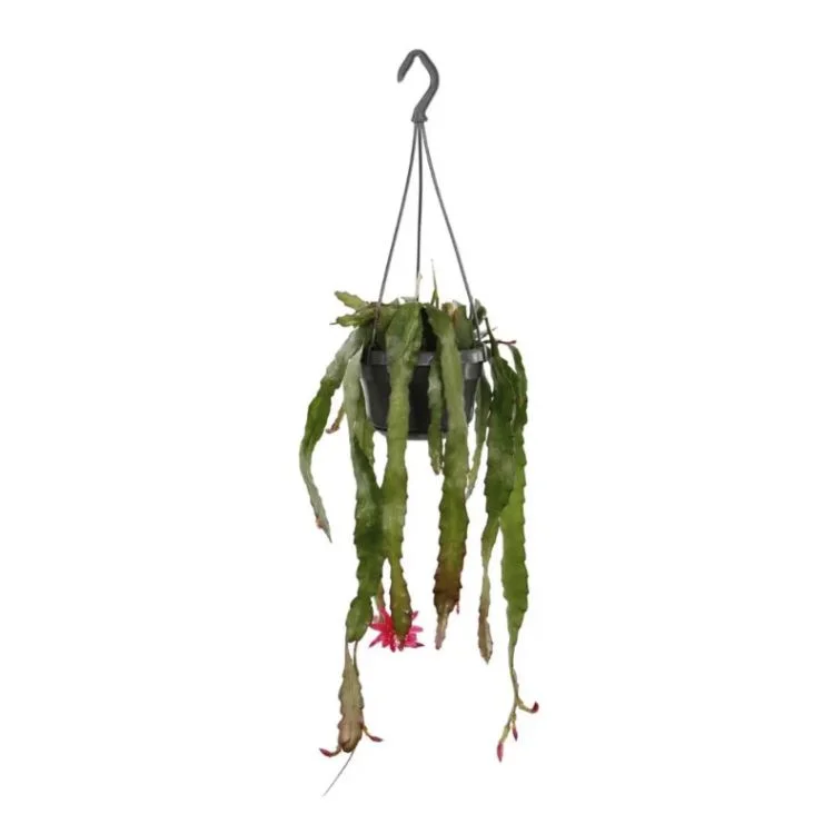 littleshopofhorrors2981823