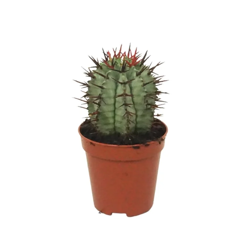 littleshopofhorrors2982020