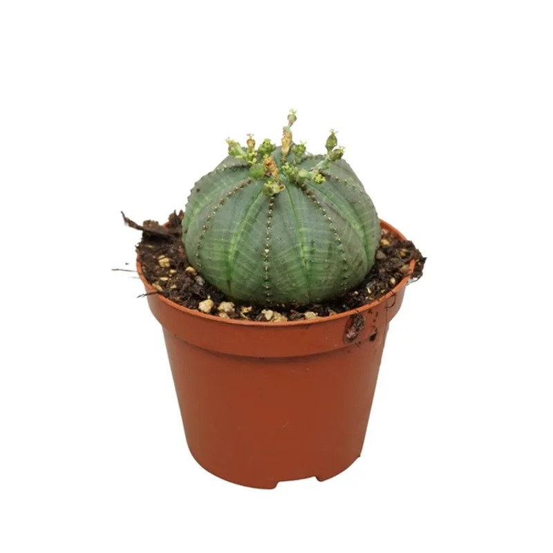 littleshopofhorrors2982227