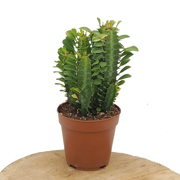littleshopofhorrors2982307