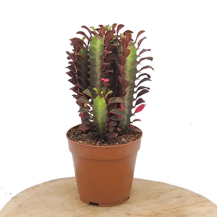 littleshopofhorrors2982464