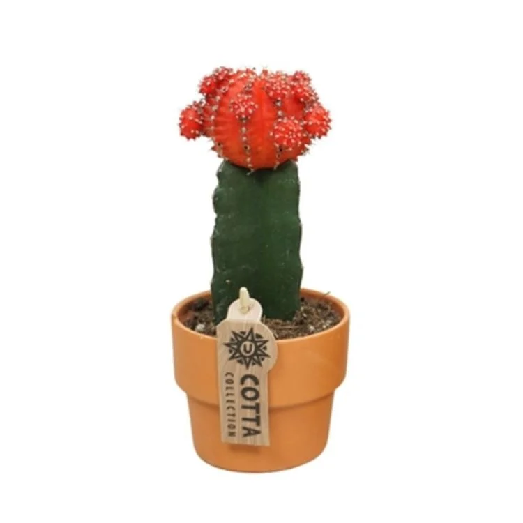 littleshopofhorrors2983091