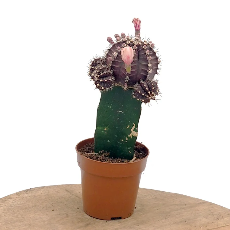 littleshopofhorrors2983177
