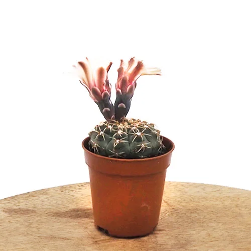 littleshopofhorrors2983225