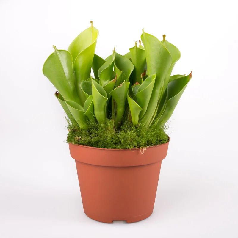 littleshopofhorrors2983319